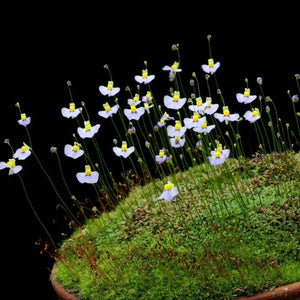 Flower Seeds, Seeds,Seeds For Planting,Plant Seeds