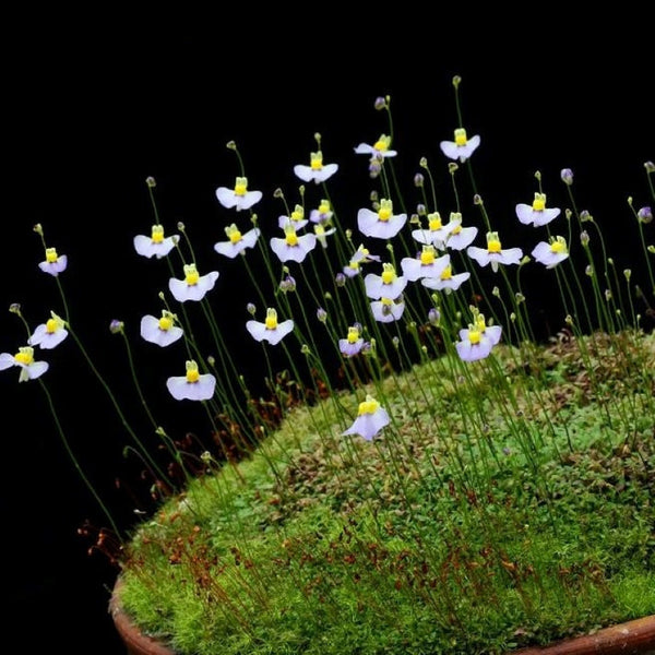 Flower Seeds, Seeds,Seeds For Planting,Plant Seeds