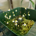 White Utricularia Bisquamata Flower Seeds for Planting – Heirloom, Non-GMO, High Germination Organic Garden Seeds