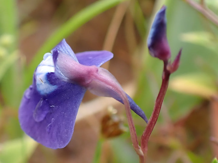 Blue Bladderwort Flower seeds for Planting - Low Maintenance, Heirloom & GMO Free Seeds for Home Garden, Non-GMO