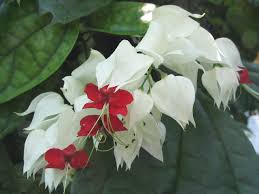 Clerodendrum Thomsonae Flower Seeds for Planting – Colorful Display, Heirloom & Non-GMO Seeds for Home Garden, 100pcs