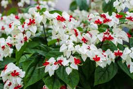 Clerodendrum Thomsonae Flower Seeds for Planting – Colorful Display, Heirloom & Non-GMO Seeds for Home Garden, 100pcs