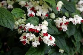 Clerodendrum Thomsonae Flower Seeds for Planting – Colorful Display, Heirloom & Non-GMO Seeds for Home Garden, 100pcs