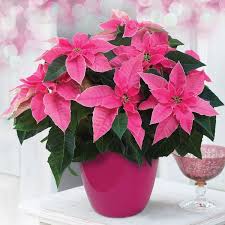 Pink Poinsettia Flower Seeds for Planting – Low Maintenance, Heirloom & Non-GMO Seeds for Home Garden, 100pcs