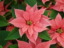 Pink Poinsettia Flower Seeds for Planting – Low Maintenance, Heirloom & Non-GMO Seeds for Home Garden, 100pcs