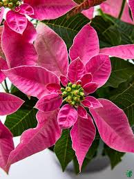 Pink Poinsettia Flower Seeds for Planting – Low Maintenance, Heirloom & Non-GMO Seeds for Home Garden, 100pcs