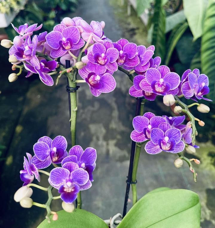 Violet Phalaenopsis Flower Seeds for Planting – Fragrant Blossoms, Heirloom, Non-GMO, High Germination Organic Garden Seeds