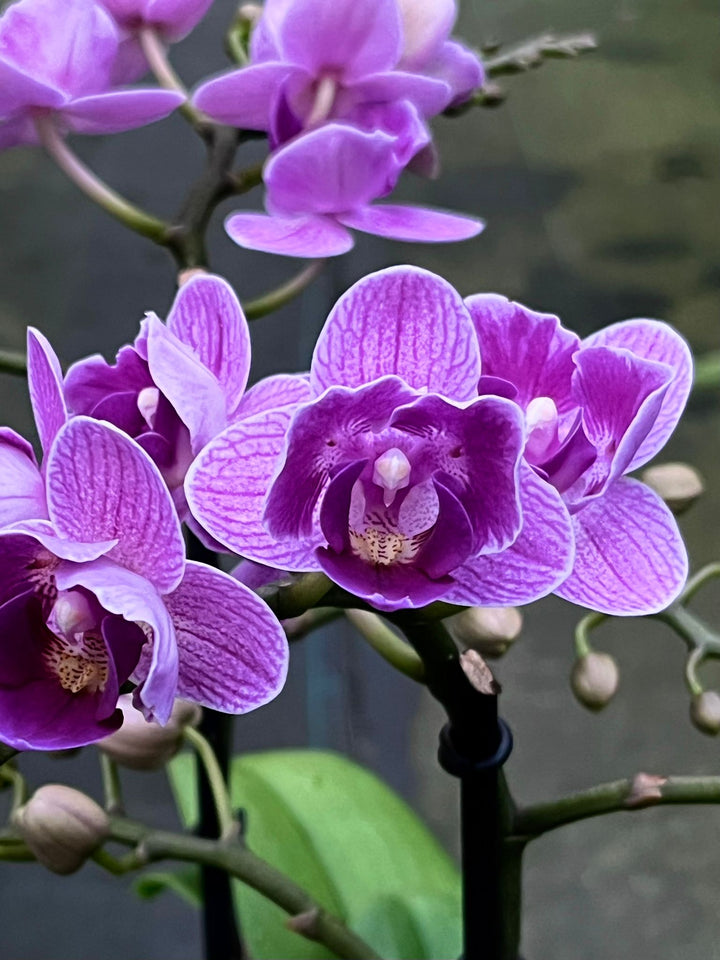 Violet Phalaenopsis Flower Seeds for Planting – Fragrant Blossoms, Heirloom, Non-GMO, High Germination Organic Garden Seeds