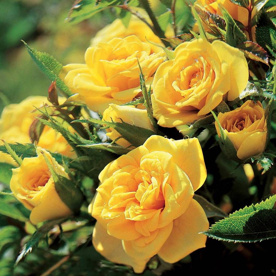Yellow Sunblaze Miniature Rose Seeds for Planting - Non-GMO, Heirloom, High Germination Organic Garden Seeds