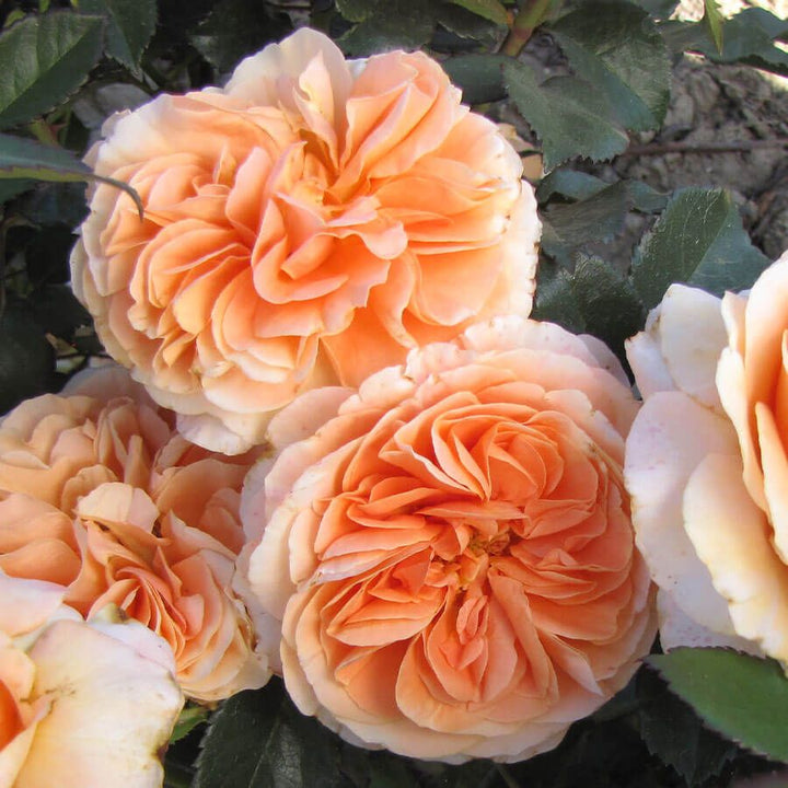 Light Orange Double Petal English Rose Flower Seeds for Planting – Heirloom Non-GMO High Germination Seeds