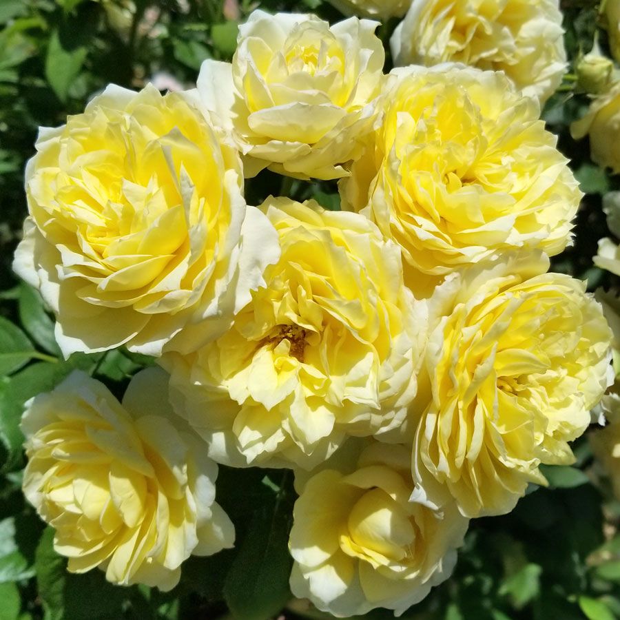 Heirloom Lemon Yellow Osiria Rose Flower Seeds for Planting – Non-GMO, High Germination Organic Garden Seeds