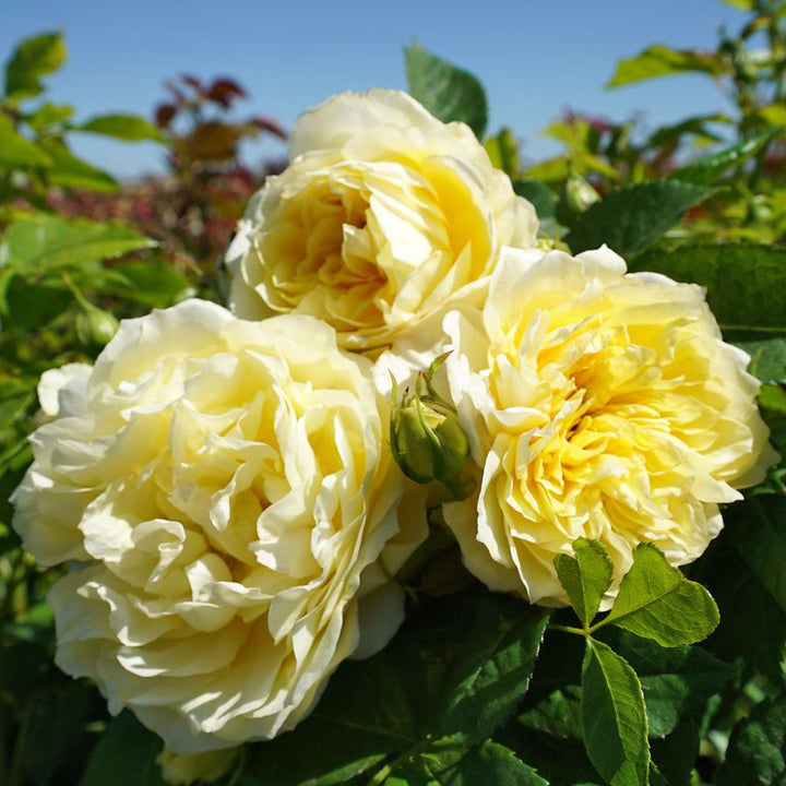 Heirloom Lemon Yellow Osiria Rose Flower Seeds for Planting – Non-GMO, High Germination Organic Garden Seeds