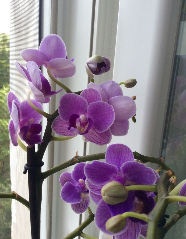 Violet Phalaenopsis Flower Seeds for Planting – Fragrant Blossoms, Heirloom, Non-GMO, High Germination Organic Garden Seeds