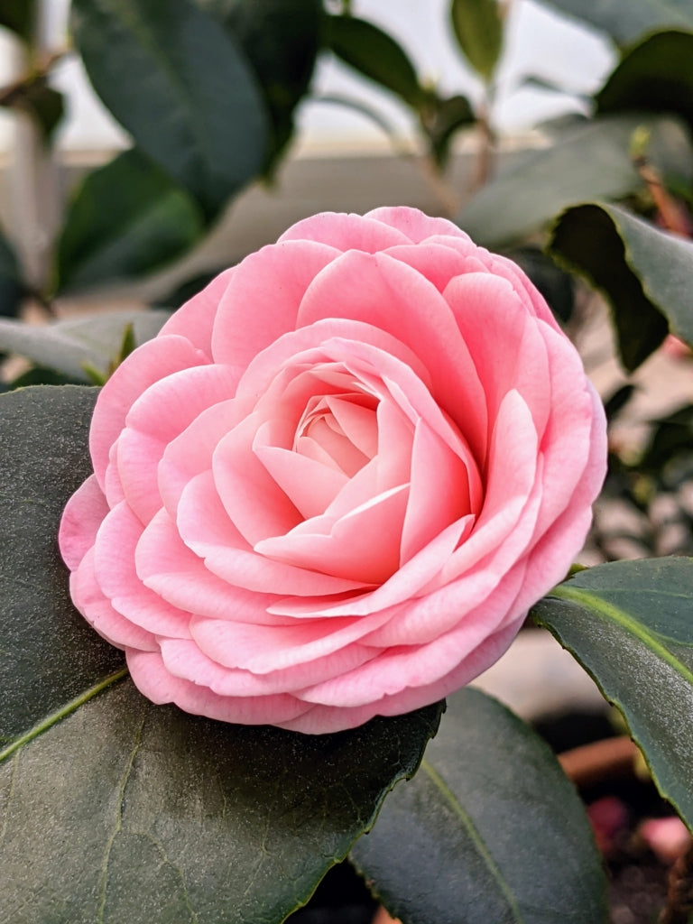 Camelia Flower Seeds for Planting - Heirloom, Non-GMO, Drought Tolerant Organic Garden Seeds
