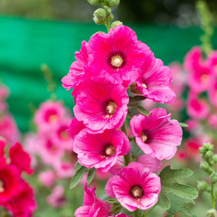 Flower Seeds, Seeds,Seeds For Planting,Plant Seeds