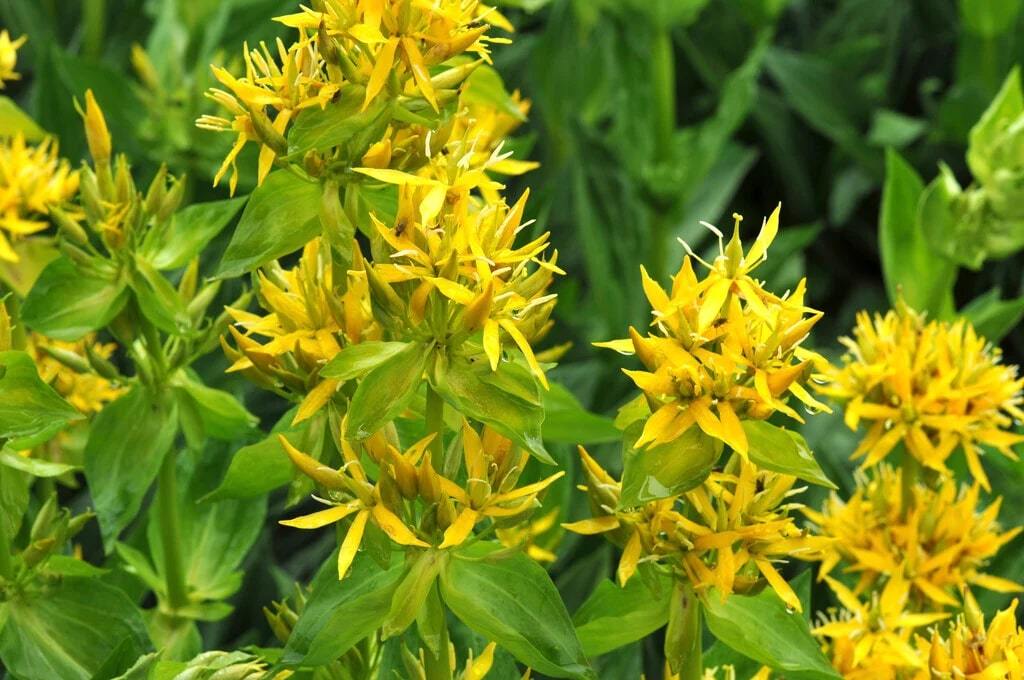 Yellow Gentian Flower seeds for Planting - Shade Tolerant, Heirloom & GMO Free Seeds for Home Garden | Non-GMO