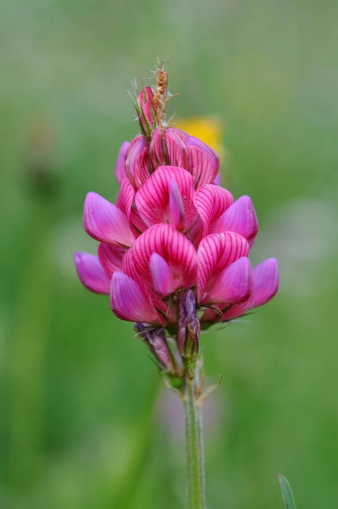 Onobrychis Viciifolia Flower Seeds for Planting - Heirloom, Non-GMO, Sun Loving, Organic Garden Seeds