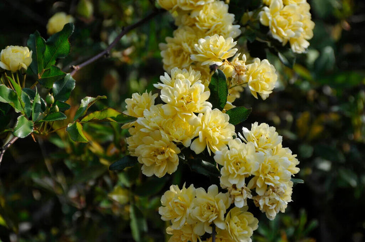 Rosa Banksia Flower Seeds for Planting – Heirloom Non-GMO, High Germination Organic Garden Seeds