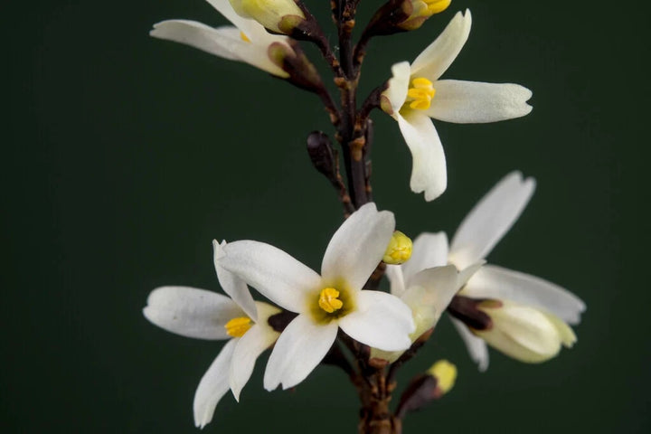 White Forsythia Abeliophyllum distichum Flower Seeds for Planting – Heirloom Non-GMO High Germination Organic Garden Seeds
