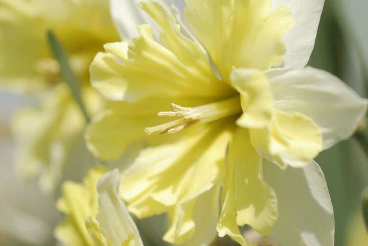 Light Yellow Daffodil Flower Seeds for Planting – Heirloom Non-GMO Organic Garden Seeds with High Germination