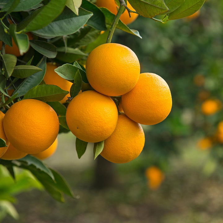 Valencia Orange Fruit Seeds for Planting – Heirloom, Non-GMO Juicy Citrus Garden Tree Seeds