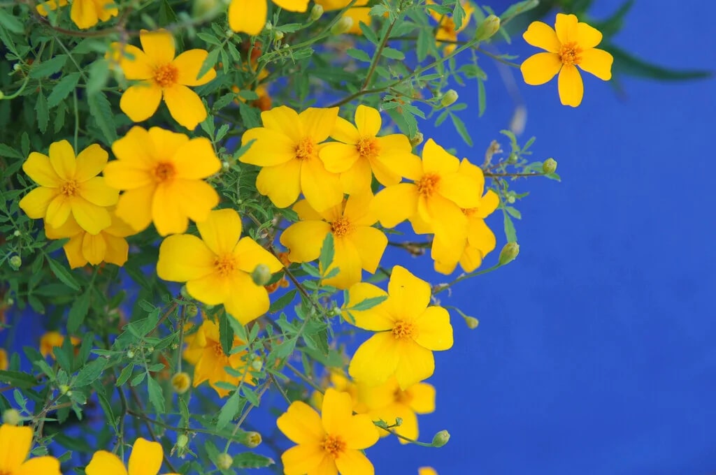 Yellow Tagetes Minuta Flower Seeds for Planting – Heirloom, Non-GMO &amp; High Germination Organic Garden Seeds
