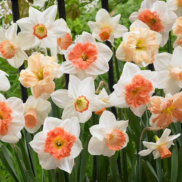 Orange White Aquilegia Flower Seeds for Planting – Heirloom, Non-GMO, Pollinator Friendly, High Germination