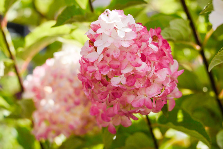 Vainilla Hortensia Flower Seeds for Planting – Heirloom Non-GMO, High Germination Organic Garden Seeds