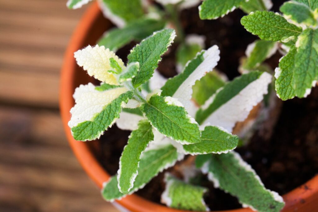 Variegated Pineapple Peppermint Herb Seeds – Heirloom, Non-GMO Sun-Loving Seeds for Garden Planting