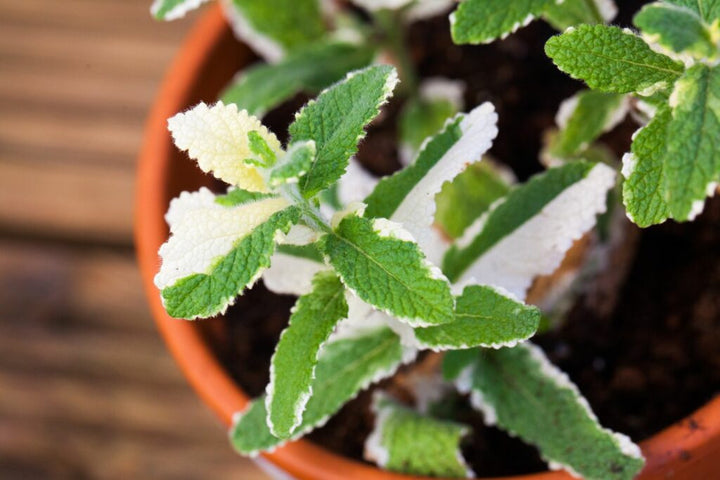 Variegated Pineapple Peppermint Herb Seeds – Heirloom, Non-GMO Sun-Loving Seeds for Garden Planting