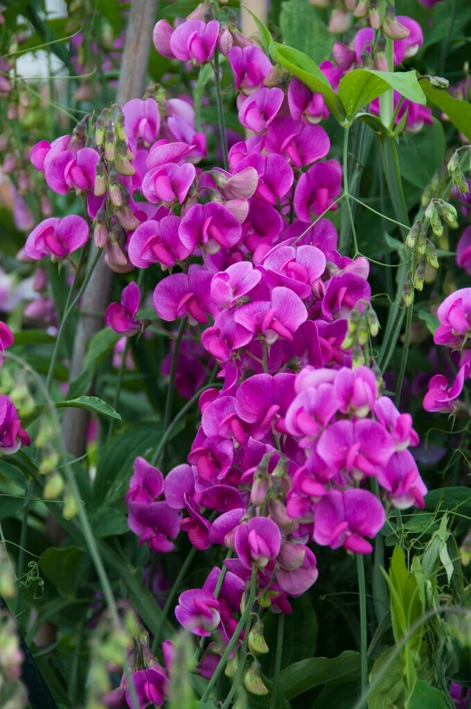 Everlasting Pea Flower Seeds for Planting – Heirloom, Non-GMO, High Germination Organic Garden Seeds