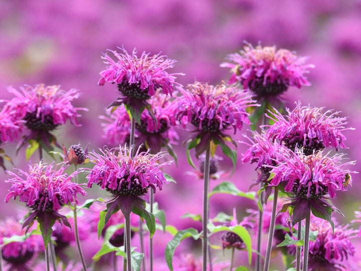 Purple Monarda Didyma Flower Seeds for Planting | Heirloom Non-GMO High Germination Organic Garden Seeds