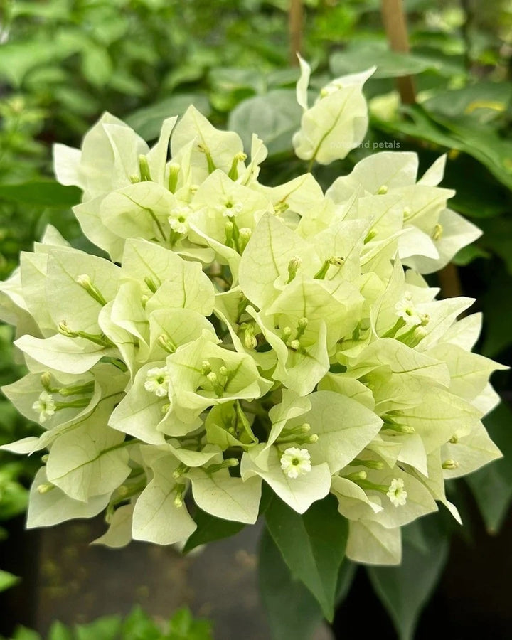 Green Bougainvillea Flower seeds for Planting – Colorful Display, Heirloom &amp; GMO Free Seeds for Home Garden