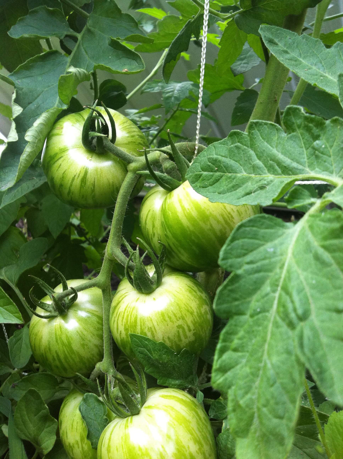 Green Tomato Seeds for Planting – Heirloom Non-GMO Unique Heirloom Vegetable Garden Seeds with High Germination