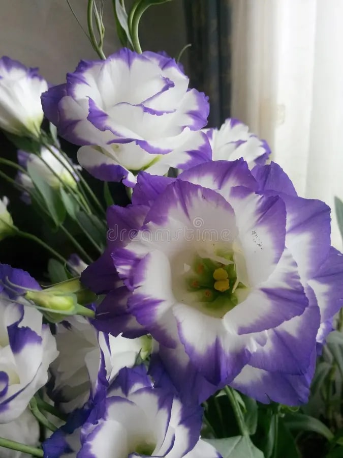 Violet White Eustoma (Lisianthus) Flower Seeds for Planting – Heirloom Non-GMO, High Germination