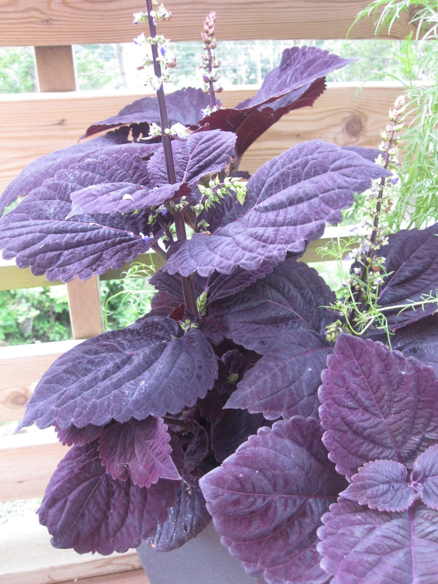 Deep Purple Dragon Coleus Seeds for Planting | Heirloom Non-GMO Organic Garden Seeds, High Germination