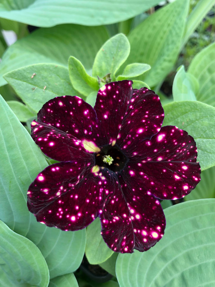 Dotted Burgundy Petunia Seeds for Planting – Heirloom, Non-GMO, High Germination Garden Blooms