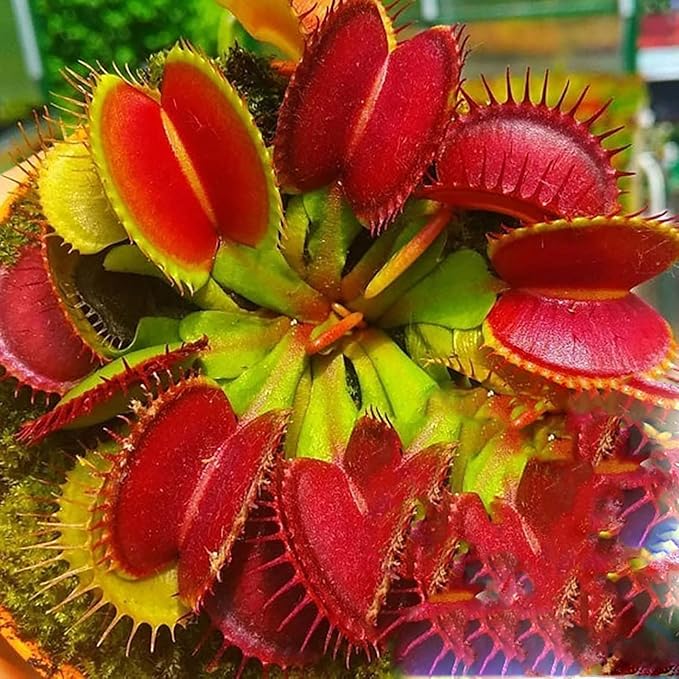 Red Catching Plant or Venus Fly Trap Seeds for Planting – Heirloom Non-GMO High Germination Seeds