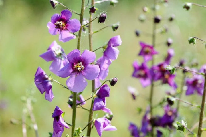 Purple Mullein Flower Seeds for Planting – Heirloom Non-GMO, Pollinator Friendly High Germination Organic Garden Seeds