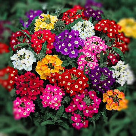 Vervain Flower Seeds for Planting – Heirloom Non-GMO, High Germination Organic Garden Seeds