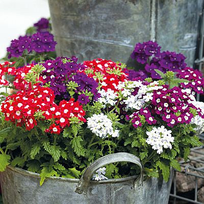 Vervain Flower Seeds for Planting – Heirloom Non-GMO, High Germination Organic Garden Seeds