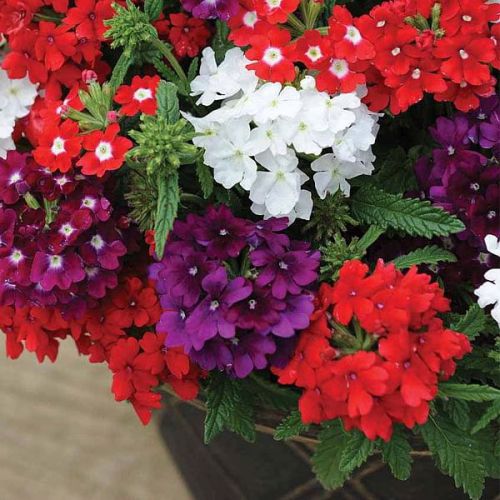 Verbena Dwarf Mix Flower Seeds for Planting – Heirloom Non-GMO, High Germination, Pollinator Friendly