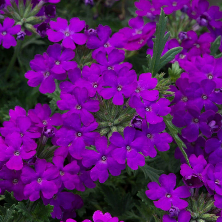 Violet Verbena Flower Seeds for Planting – Heirloom Non-GMO High Germination Organic Garden Seeds