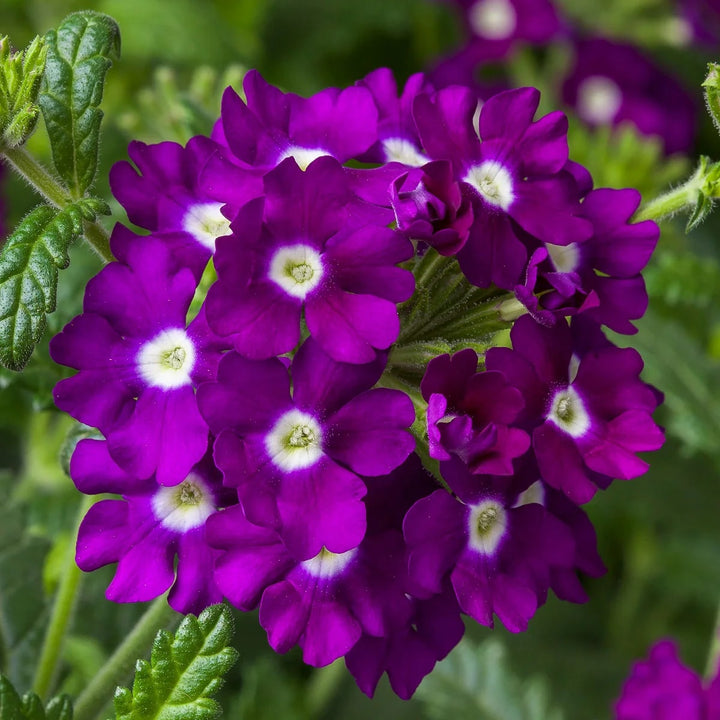 Semi-Trailing Verbena Flower Seeds for Planting – Heirloom, Non-GMO, High Germination Organic Garden Seeds