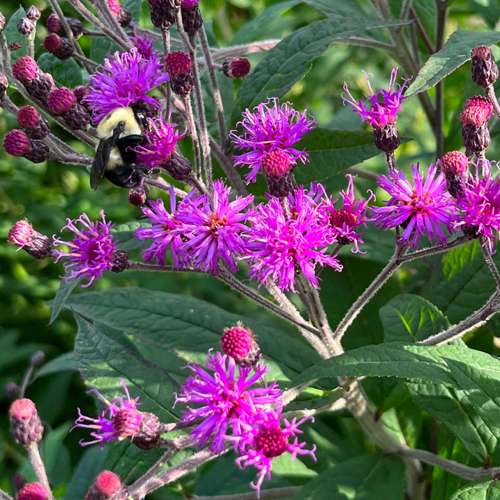 Vernonia Gigantea Flower Seeds for Planting | Heirloom Non-GMO High Germination Organic Garden Seeds