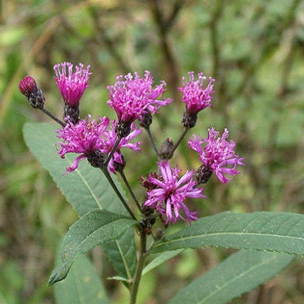 Vernonia Gigantea Flower Seeds for Planting | Heirloom Non-GMO High Germination Organic Garden Seeds