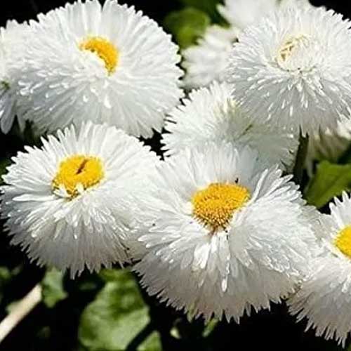 White Bellis Perennis Flower Seeds for Planting – Heirloom Non-GMO, High Germination Organic Garden Seeds