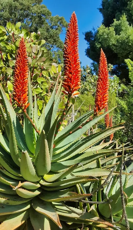 Aloe Vera Plant Seeds for Planting – Heirloom, Non-GMO Medicinal Succulent for Skincare & Home Remedies