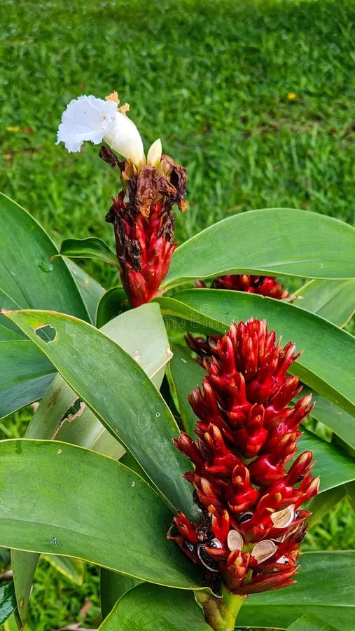 Costus Flower Seeds for Planting – Heirloom, Non-GMO, Organic Garden Seeds