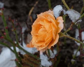 Orange Snow Rose Flower Seeds for Planting – Heirloom, Non-GMO, Colorful, High Germination Garden Seeds